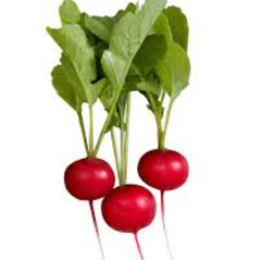 New crop fresh radish Style Fresh Type Radish Brand Name - Weight (kg) 1 Model Number - Shelf Life 6 months Address South - Image 1