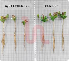 Biostimulant from vermicompost Humicor - Image 3