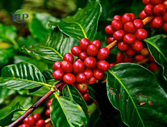 Robusta Coffee scr16-Wet Polished – product photo 2, product detail gallery
