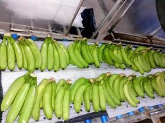 Cavendish Banana – product photo 1, product detail gallery
