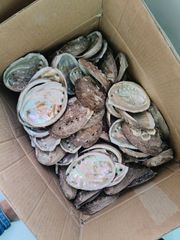 Seashell Mix from Vietnam - for Gifts & Decoration Origin Vietnam Texture Natural Type Bulk Natural Marine Seashells Sourcing Method Sustainably Sourced - Image 5