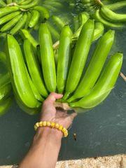 Vietnamese banana Cavendish type with Top grade Quality Natural and Fresh Bananas good selection - Image 2