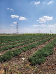 Quality Fresh Herbs. global GAP certified - Image 3