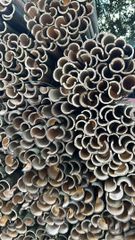 Bamboo splits – product photo 2, product detail gallery
