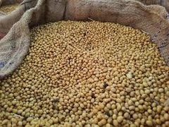 Premium Grade Non-GMO Soybeans Great for Soy Milk and  Organic Non-Certified 2016 - Image 1