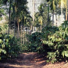 High Quality Robusta From Vietnam With Premium Flavor Wholesale Good Price Roasted Ground Coffee In VietNam OEM Ground Coffee – product photo 2, product detail gallery