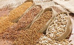 Oil Seeds - Image 1