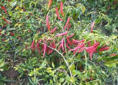 Red Chilli - Teja S17 Material Raw Shelf Life 12 months Place of Origin INDIA Max. Moisture (%) Below 12% Brand Name JRR - Image 7