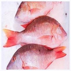Frozen Red Seabream Fish Supplier. - Image 2
