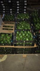 Avocado Fuerte - Image 2