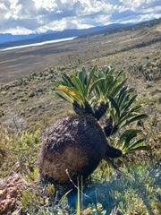 Live Myrmecodia brassii (Ant Plant) from Wamena, Papua - Image 1