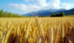 Wheat, Durum and soft milling Type Durum Wheat, Soft Wheat - Image 2