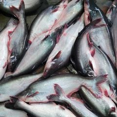 Pangasius Fish - Image 1