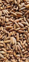 Pine nut ( Roasted) (Raw) - Ahmad Zai Yasser LTD