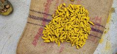 Selam Turmeric Finger – product photo 2, product detail gallery
