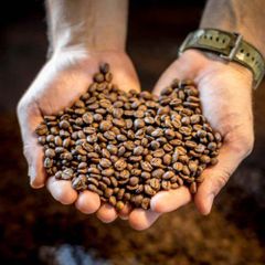 Wholesale Factory price Arabica / Robusta coffee bean Green Coffee Roasted Coffee beans from Vietnam – product photo 6, product detail gallery