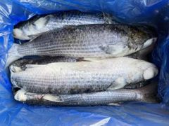 Frozen grey mullet Shelf Life 2 year Packaging 10kgs carton Form Canned Product, Fillets, Scallop,mussel Meat,clam Meat, Steak,portions, Wr,fillets, Wr,hgt,fillets, Wr/tube/strip/ring/tentacle/flower/t+t/wing - Image 2