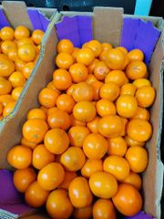 FRESH NADORCOTT MANDARINS FOR SALE!! CLASS 1 EXPORT QUALITY NADORCOTT MANDARINS FOR EXPORT – product photo 2, product detail gallery