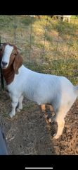 Boer and kalahari goats - Image 2