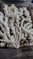FRESH GINGER – product photo 4, product detail gallery