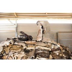 Wet Salted Donkey Hide Premium Raw Hide Material for Professional Tanneries. - Image 2