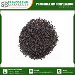 High Grade Natural Black Mustard Single Spices & Herbs From Indian Manufacturer - Image 4