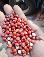 Pigeon Peas - Image 1