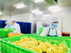 IQF Monthong/Ri6 Durian Year-around Season Seed Or Seedless Organic Whole Shape Vacuum Pack Frozen Durian from Vietnam - Image 6