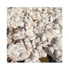 Natural Rubber SVR3L / Rubber Cup Lump/ Raw rubber - Image 2