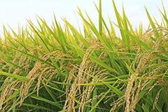 1121 Steam Long grain Basmati Rice. - Image 5