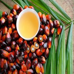 100% Pure & Natural Food Grade Refined Palm Oil Fractionated Cooking Oil Wholesale Bulk Purchase Manufacturer - Image 2