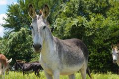 Wholesale live donkeys for sale with sturdy build and high endurance – product photo 1, product detail gallery