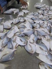 White pomfret – product photo 2, product detail gallery