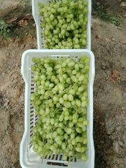 Superior Grapes – product photo 2, product detail gallery