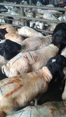 Frozen Goat Meat Full Carcass - Image 4