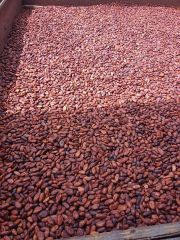 High Quality Organic Cocoa Beans in Bulk Wholesome Green and Dried Raw Cacao Certified Organic Packed in Bags Price - Image 3