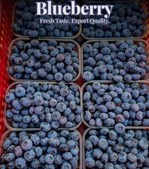 PREMIUM BLUEBERRIES FOR SALE - CLASS 1 EXPORT QUALITY BLUEBERRIES FROM SOUTH AFRICA – product photo 1, product detail gallery