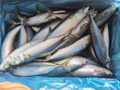 Quality Frozen Mackerel Fish for Export Style Whole Origin China Trademark OEM Processing IQF HS Code 030354 Model NO. frozen fish - Image 3