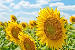 Premium Quality from Thailand Refined Sunflower Oil Cooking Grade premium Type SUNFLOWER OIL Shelf Life 12 Months Processing Type - Image 2