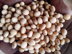 SOYABEANS GRADE A – product photo 4, product detail gallery