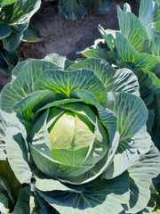 White cabbage Packing Size 10 Kg Bag Minimum Order Quantity 25 - Image 1