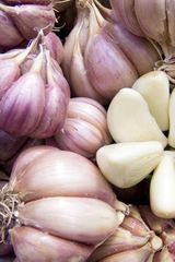 Fresh Garlic