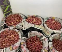 Kola Nuts Origin Cameroon Ash Content 2.5 % Hs Code 0802.90.00 Fats Content 1 – 2 % Protein Content 2 – 4 % Size 3–6 Cm In Diameter - Image 3