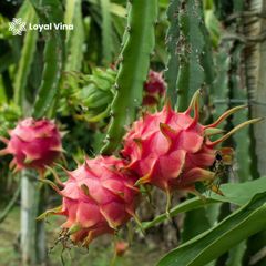 Fresh Dtagon fruit – product photo 2, product detail gallery