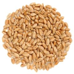 Barley  Natural Wheat Grain, Packaging Type : PP Bag, Gunny Bag at Rs 25 in - Image 2