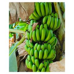 Most selling Premium Quality Fresh Bananas from Indian Supplier Buy Now at Affordable Price – product photo 1, product detail gallery