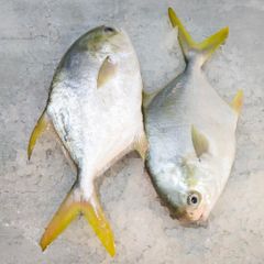 Frozen Silver Pomfret White Pomfret IQF Whole Round, Find Details About Fish, Seafood From Frozen Silver Pomfret. - Image 3