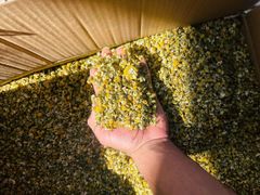 Egyptian Organic Chamomile Flowers (Grade A - Fine Cut & Whole Flowers – product photo 4, product detail gallery