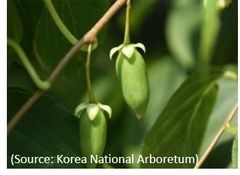PB203, Actinidia polygama (Silver vine fruit) extract powder Shelf Life 27 months at RT Place of Origin South Korea Type Functional ingredient approved by MFDS in - Image 5