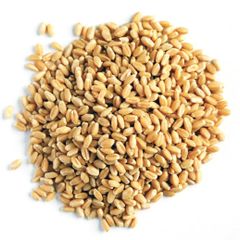 Milling wheat Grade AA Quality Premium Type WHEAT GRAIN Damaged Grain 2% Max Packaging 50 KG BAGS Weed Impurities 2% Max - Image 3